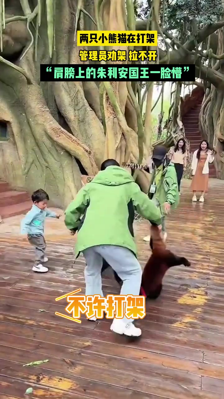 两只小熊猫在打架， 管理员劝架拉不开
