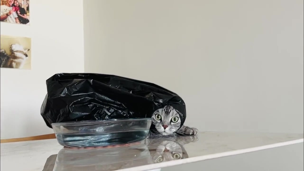 像个迅猛的胖海参