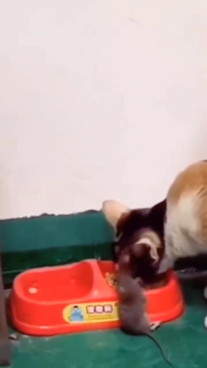 猫和老鼠是纪实片！汤姆领着它的鼠兄弟来吃饭了