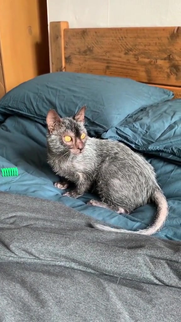 这是传说中的“猫合老鼠”吗？长的也太像大号耗子