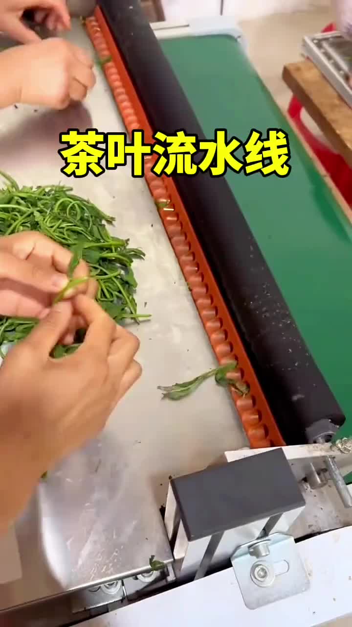 茶叶流水线，你喝的茶很可能就是这样做出来的