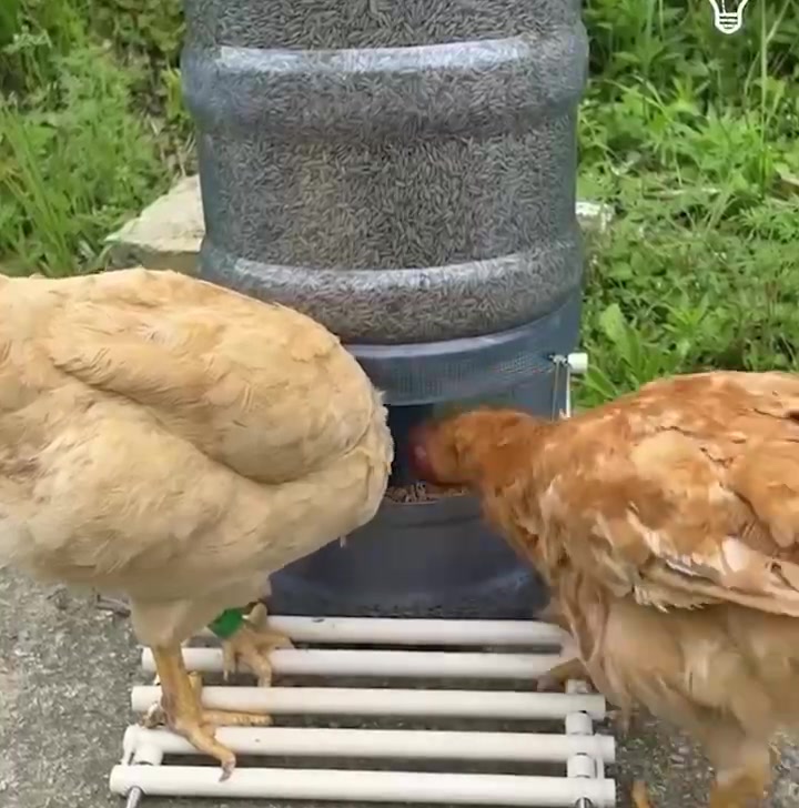 这样子喂食还真的挺聪明 ​