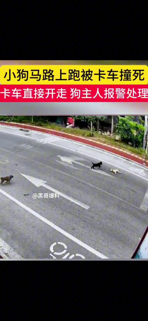 狗被撞死！是司机没注意的责任还是主人没牵绳的责任呢