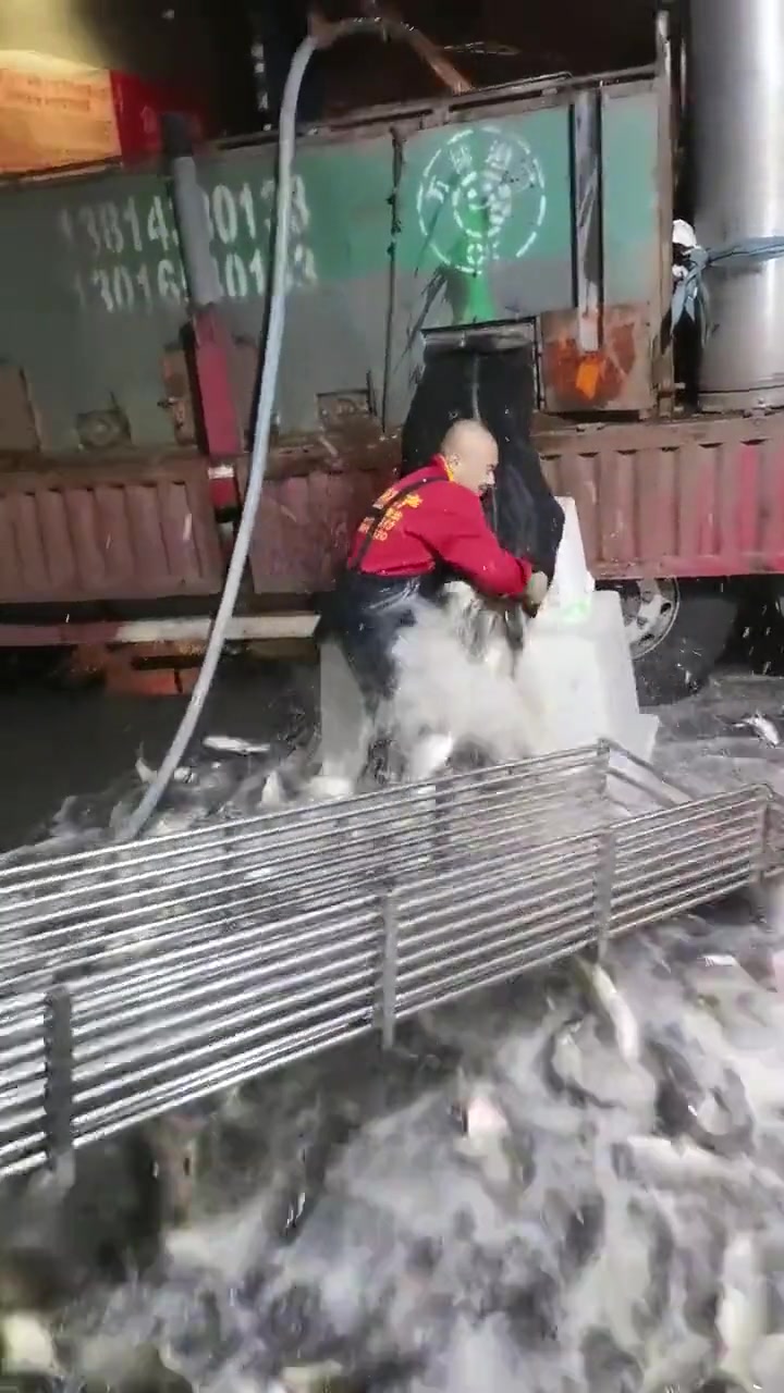 不用固定放鱼架就放鱼？可惜了这一车大鱼