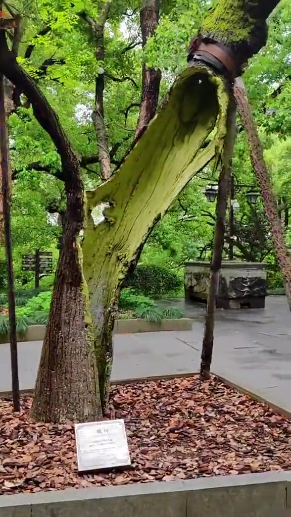 这样还能活啊？身体被掏空，全靠皮厚死撑