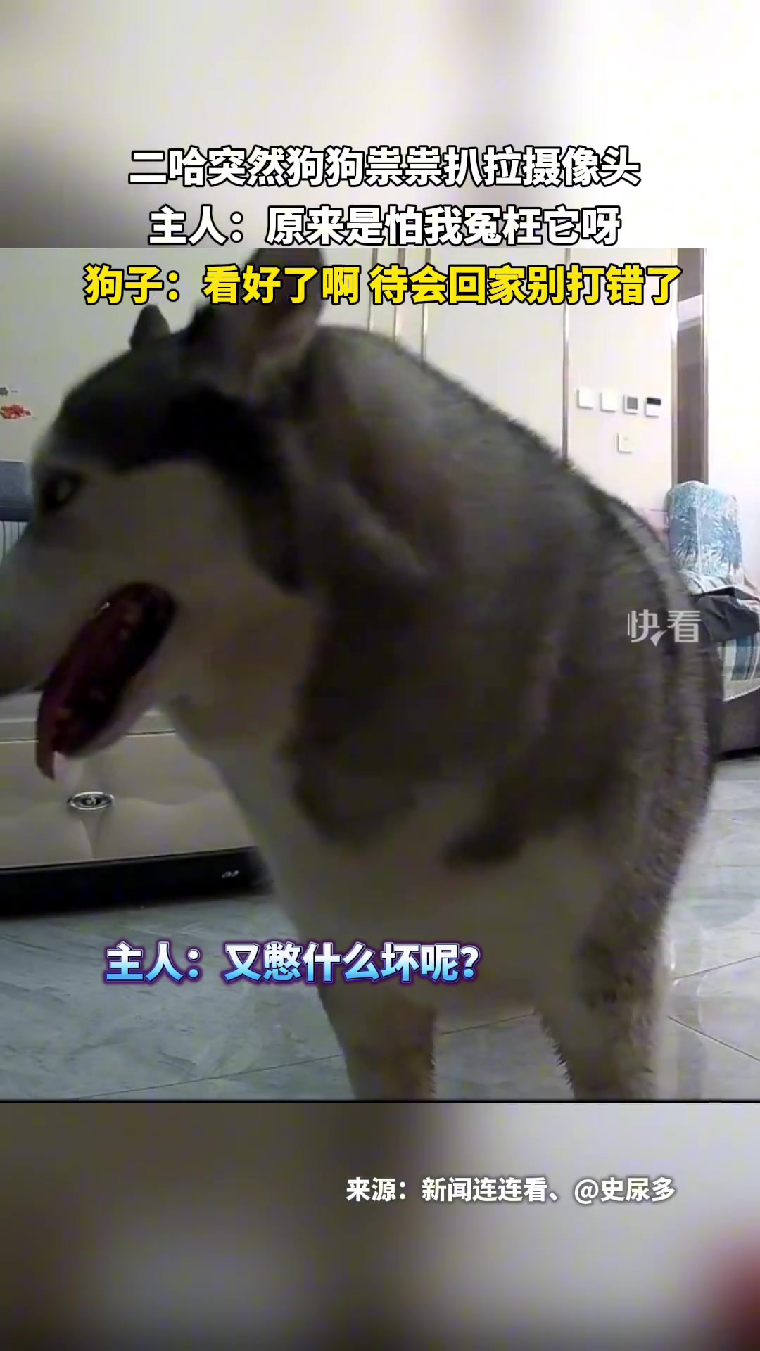 二哈突然狗狗祟祟扒拉摄像头，主人：原来是怕我冤枉它