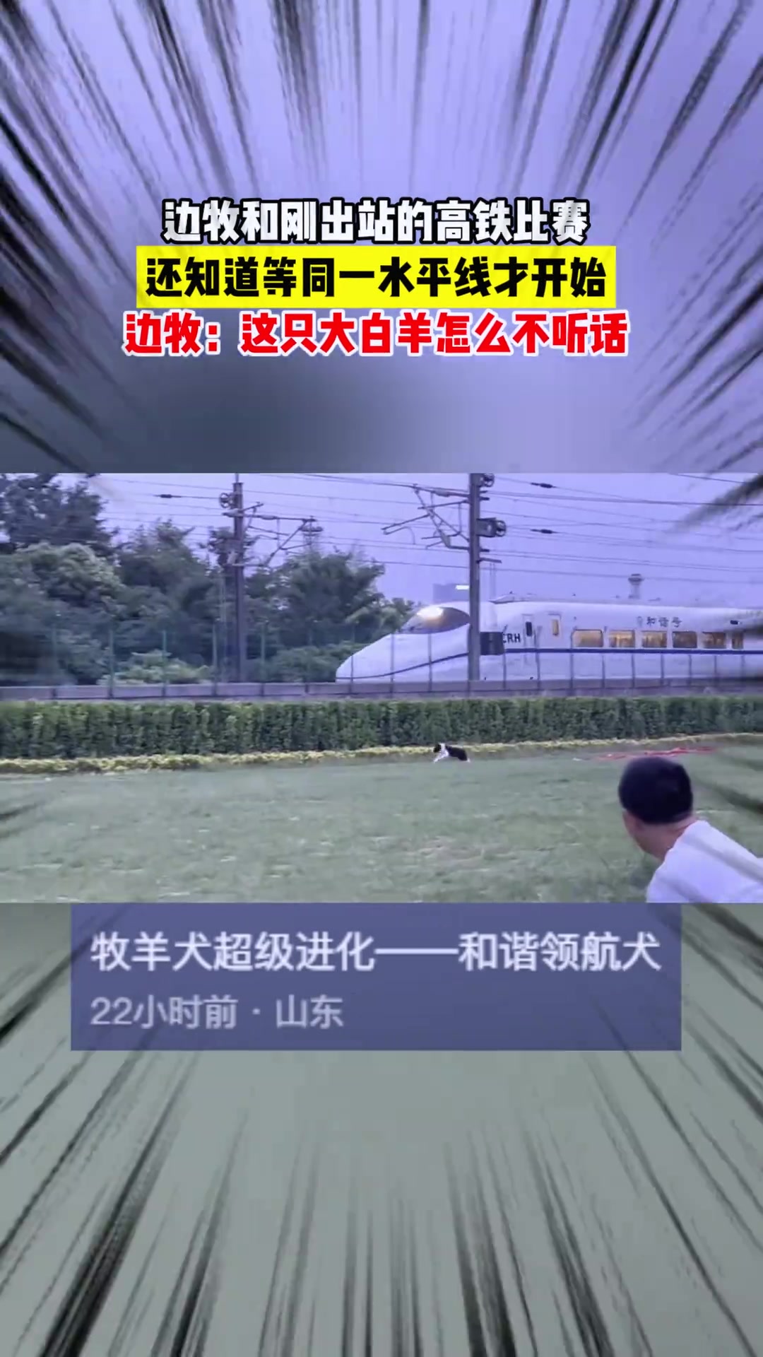 边牧和刚出站的高铁比赛，还知道等同一水平线才开始