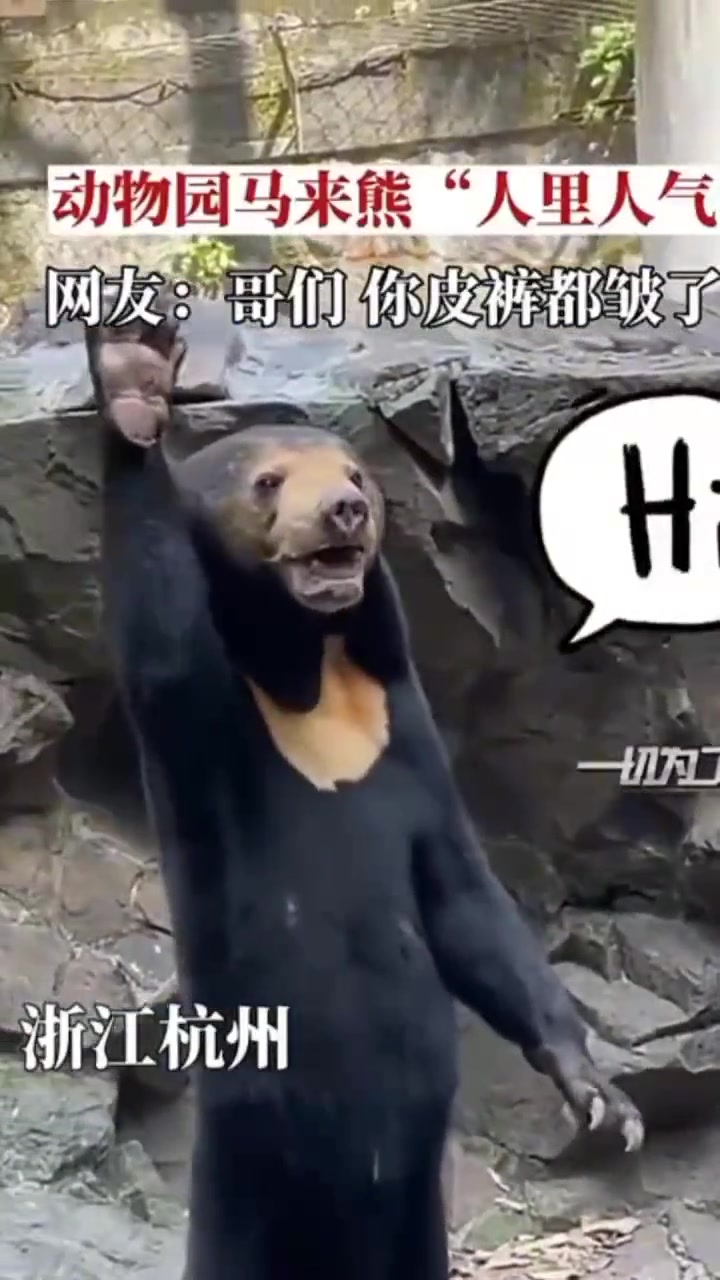 动物园里马来熊“人里人气”，这是人打扮的吧[捂脸]