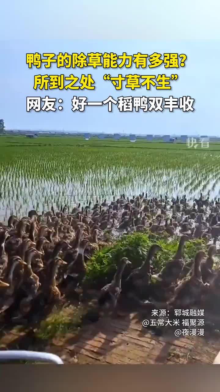 哺乳类蝗虫！鸭子的除草能力也这么强吗？