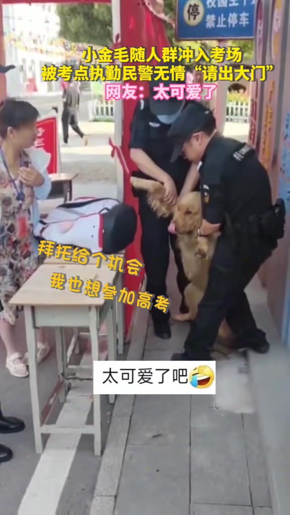 小金毛随人群冲进考场，被考点执勤民警无情请出大门