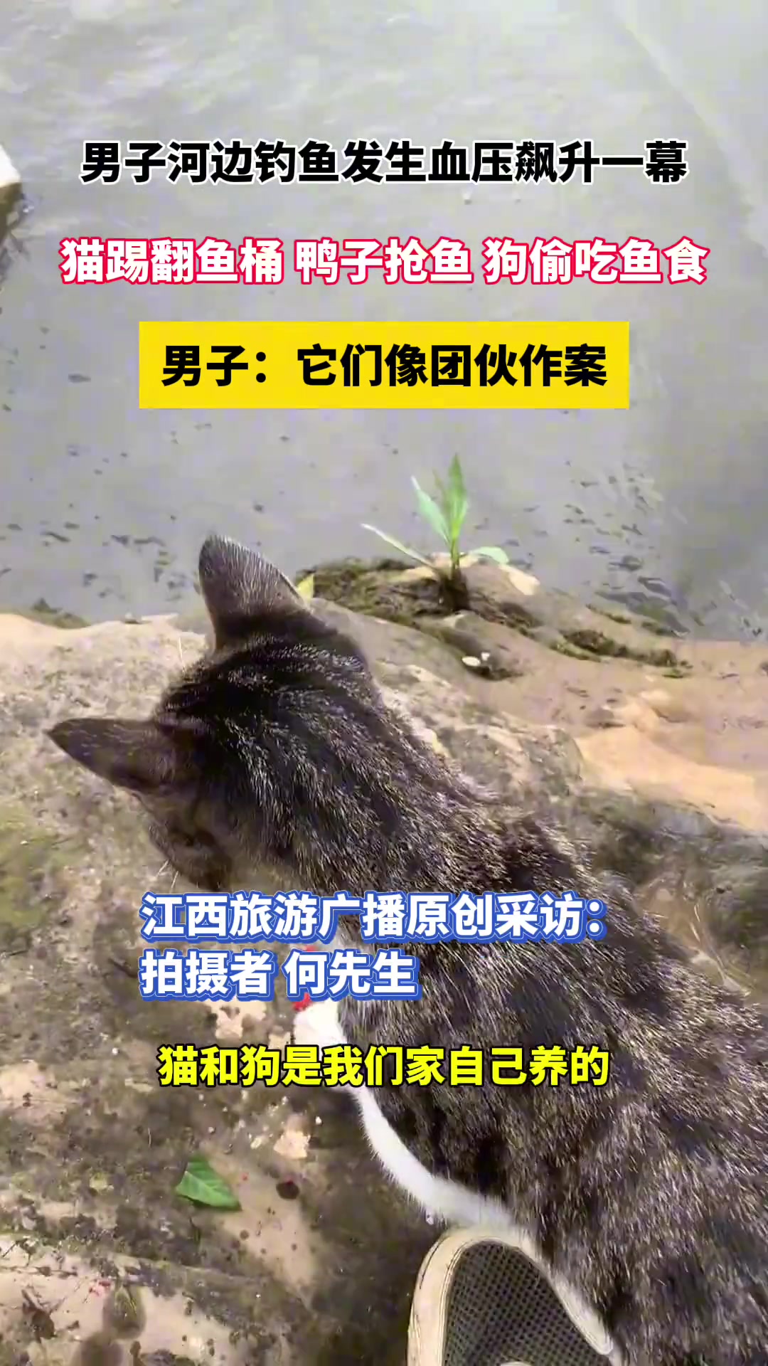 男子河边钓鱼发生血压飙升一幕：它们像极了团伙作案