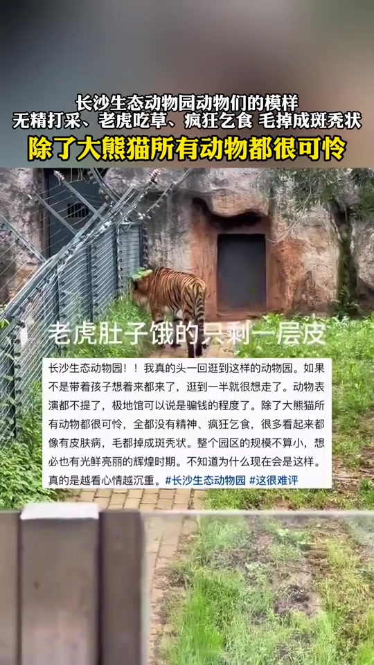 网友曝长沙生态动物园动物模样：除了大熊猫其他都可怜