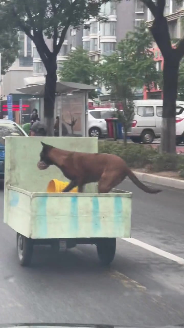 狗都知道靠右行驶