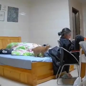 找你要尾巴呢