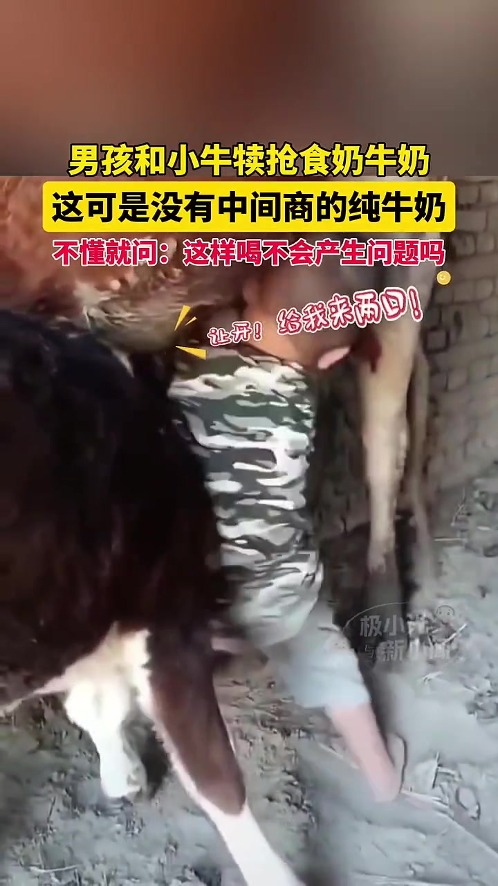 原厂地直接“进口”！孩子和牛犊抢鲜牛奶喝！