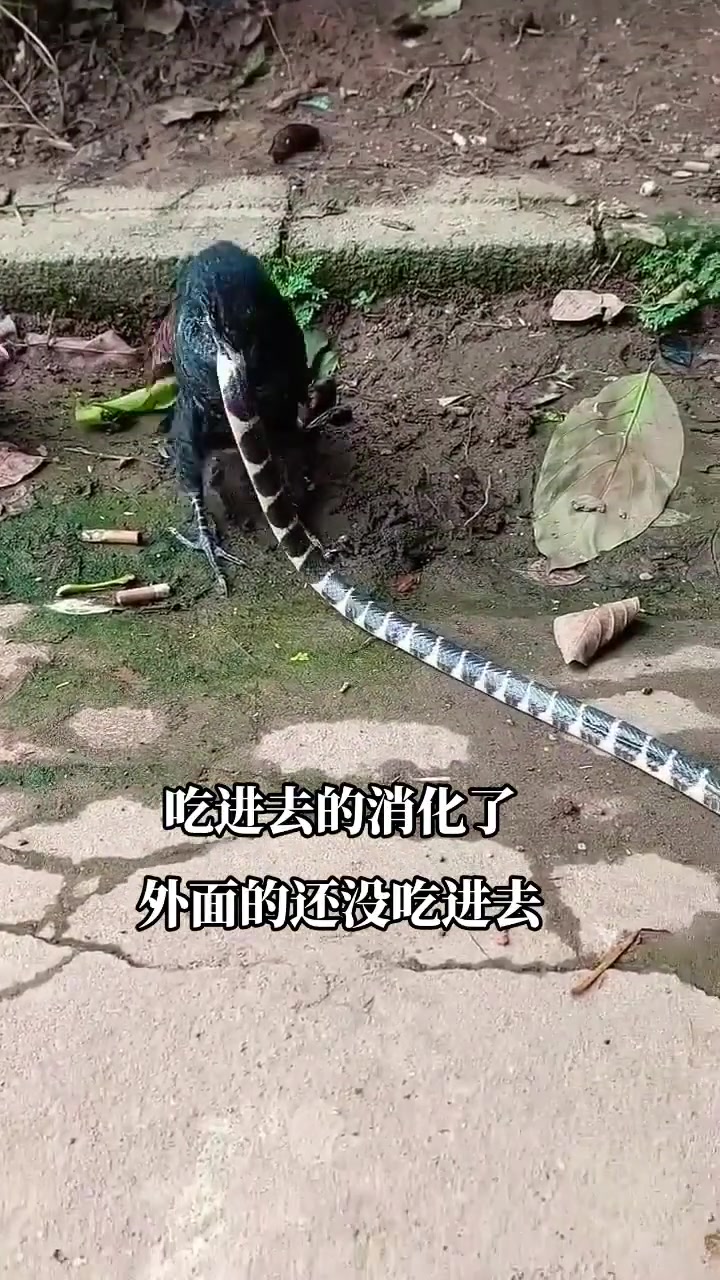 鸟直接吃长蛇！这能消化吗？鸟：今天吃了根辣条！