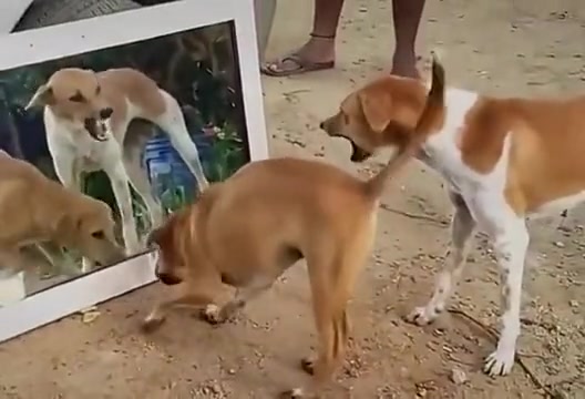 狗：什么档次！跟我长一样