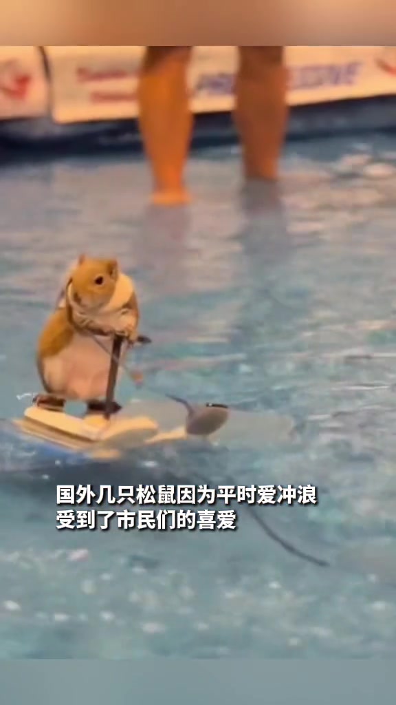 会冲浪的小松鼠，花栗鼠照进了现实！