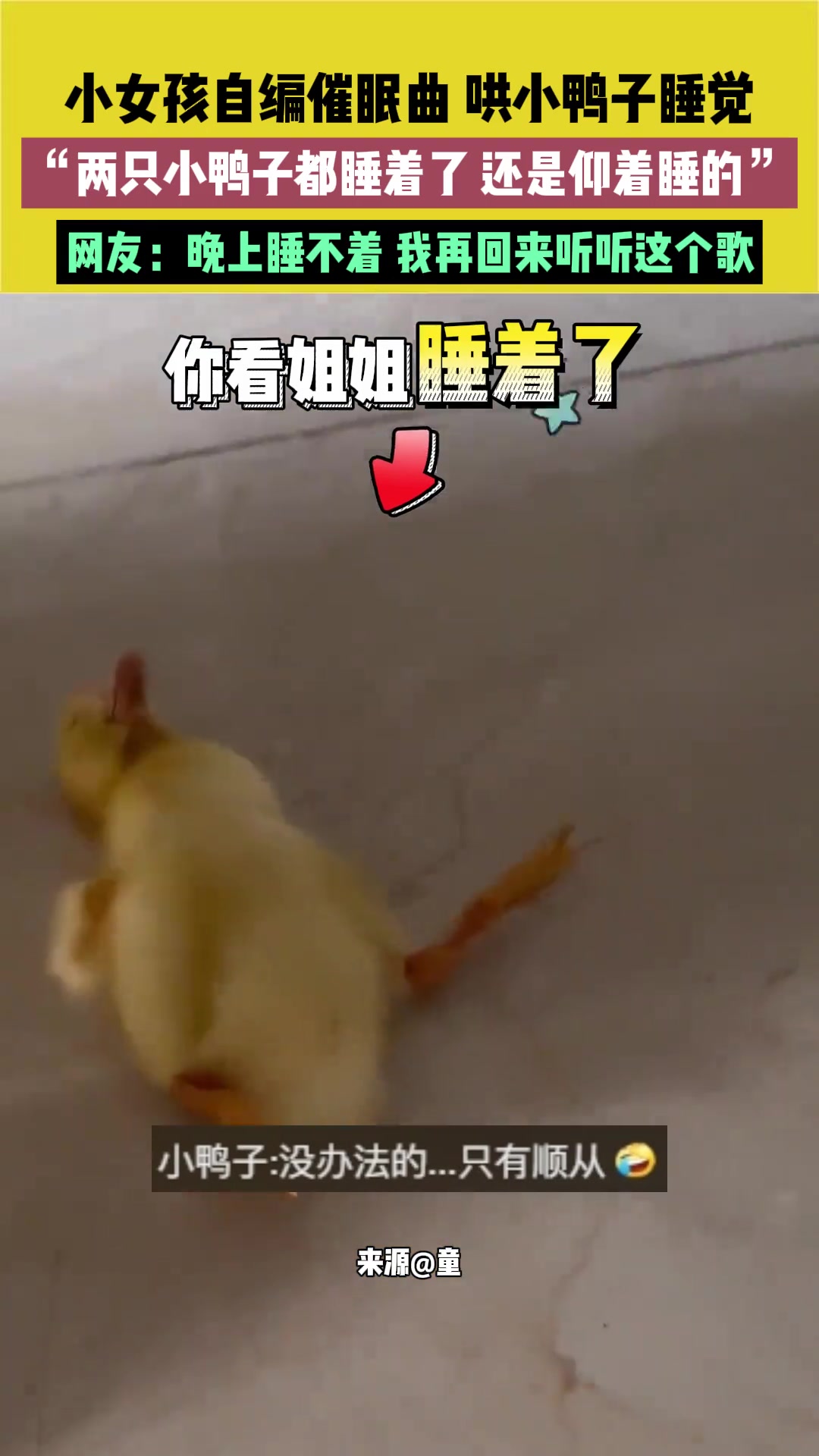 小女孩自编催眠曲哄小鸭子睡觉，两只都睡着了还仰着睡