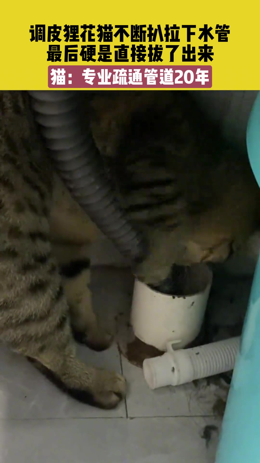 这猫看样子也是专业疏通管道20年