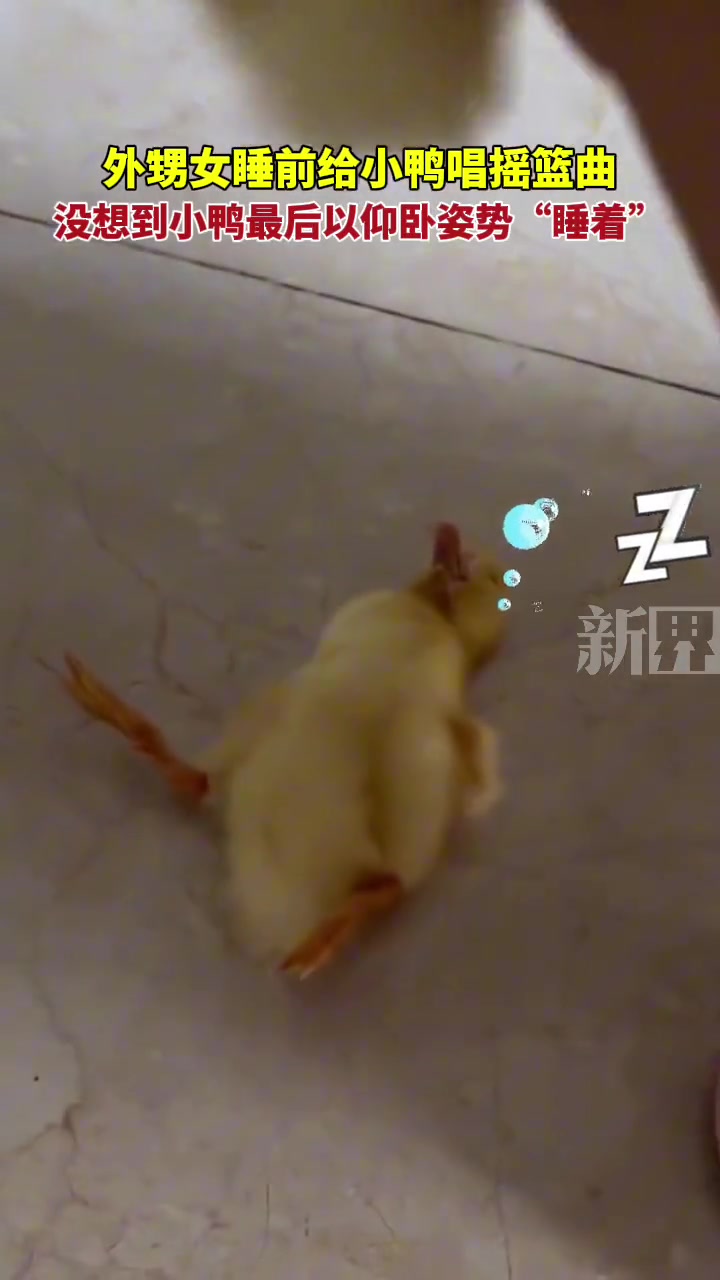 萌娃给小鸭唱摇篮曲，没想到小鸭以仰卧姿势睡着了