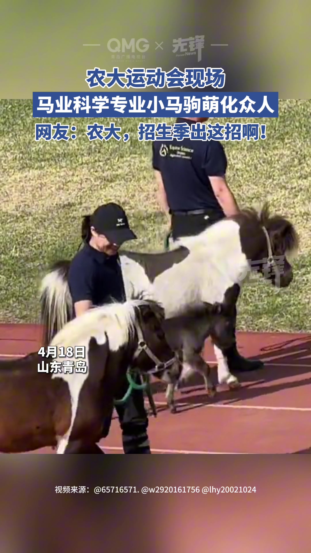 大学运动会小马驹出场萌化众人
