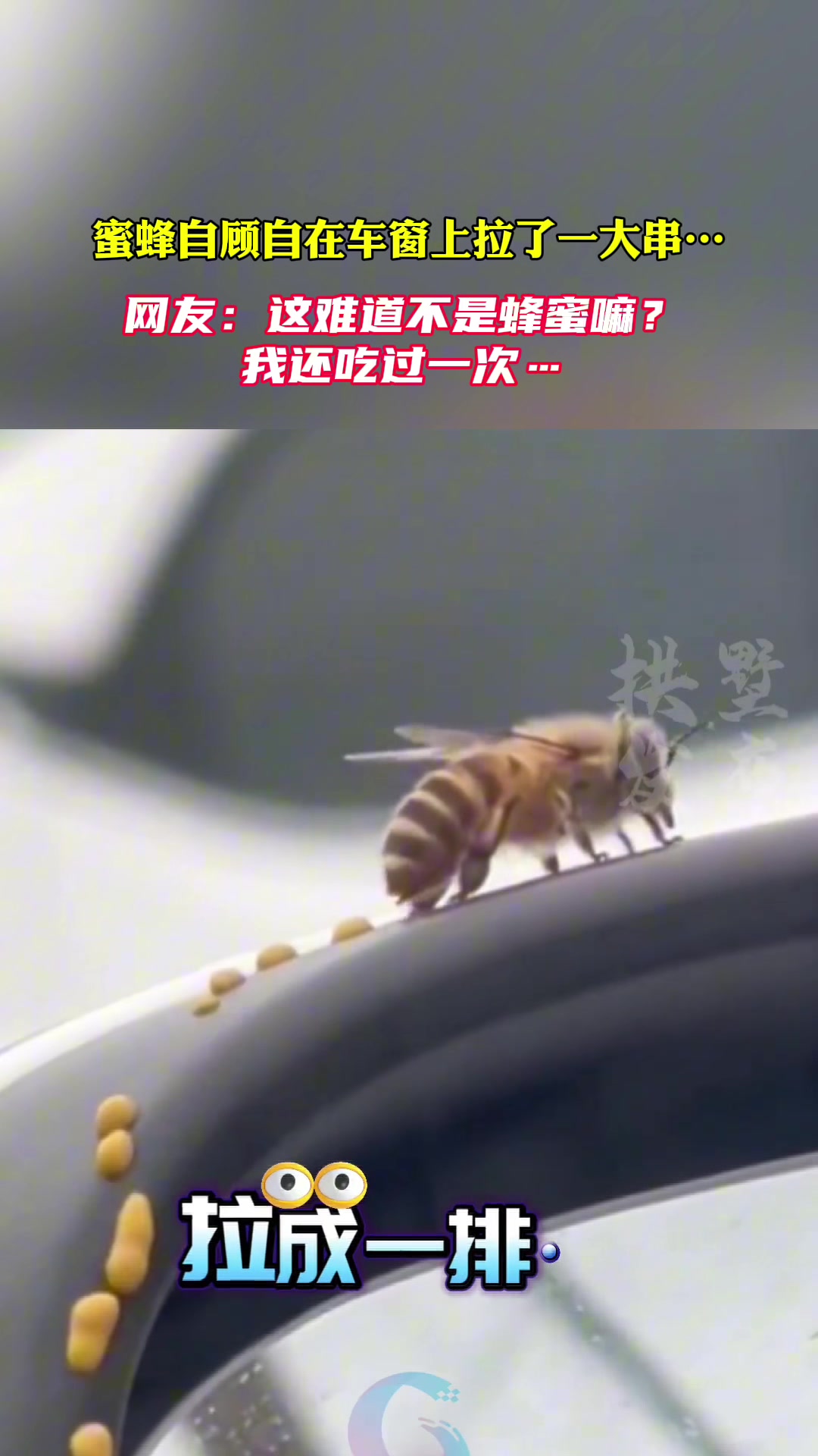 蜜蜂在车窗上拉了一大串…网友：这难道不是蜂蜜嘛？