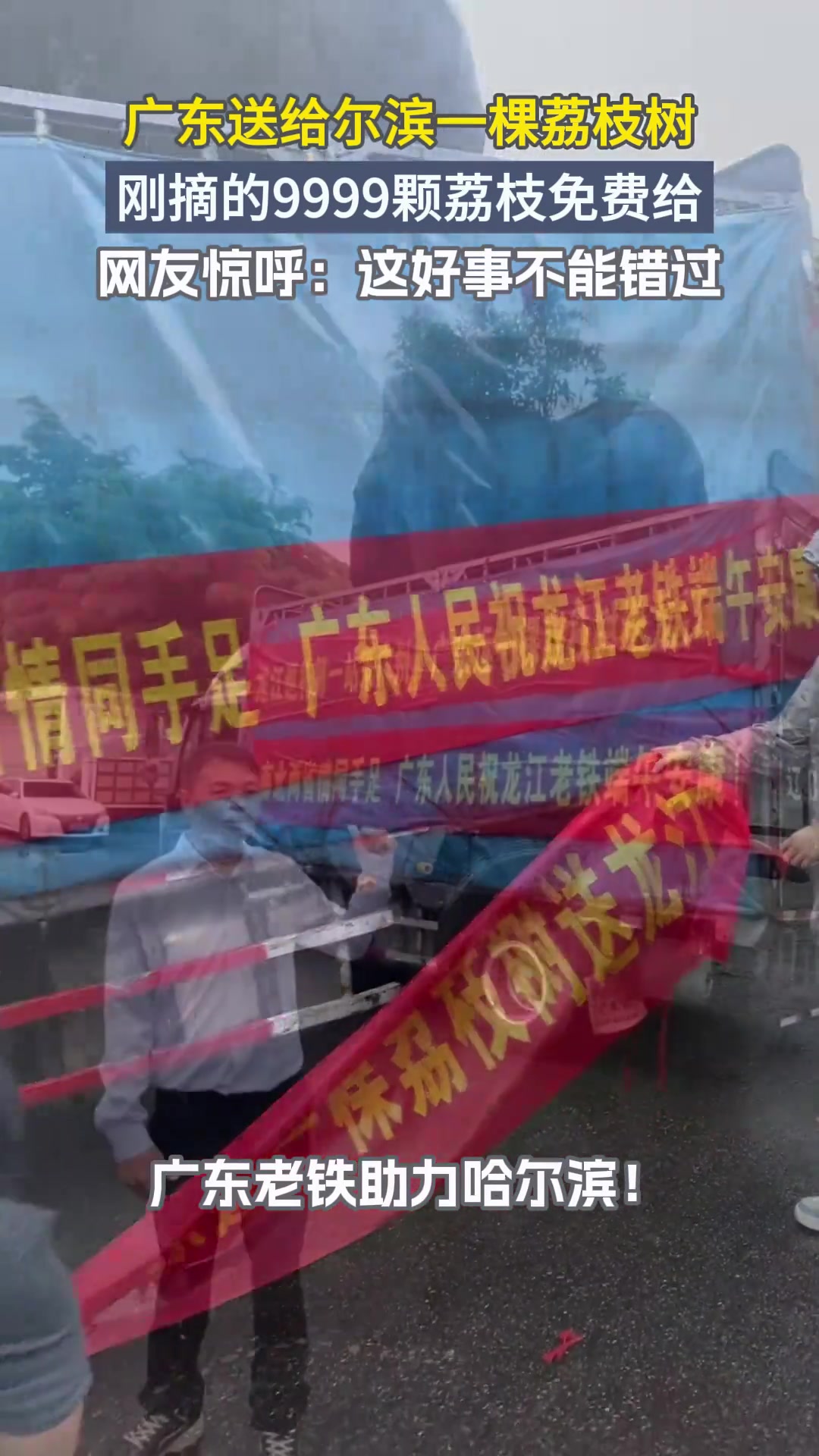 广东 送尔滨一颗荔枝树