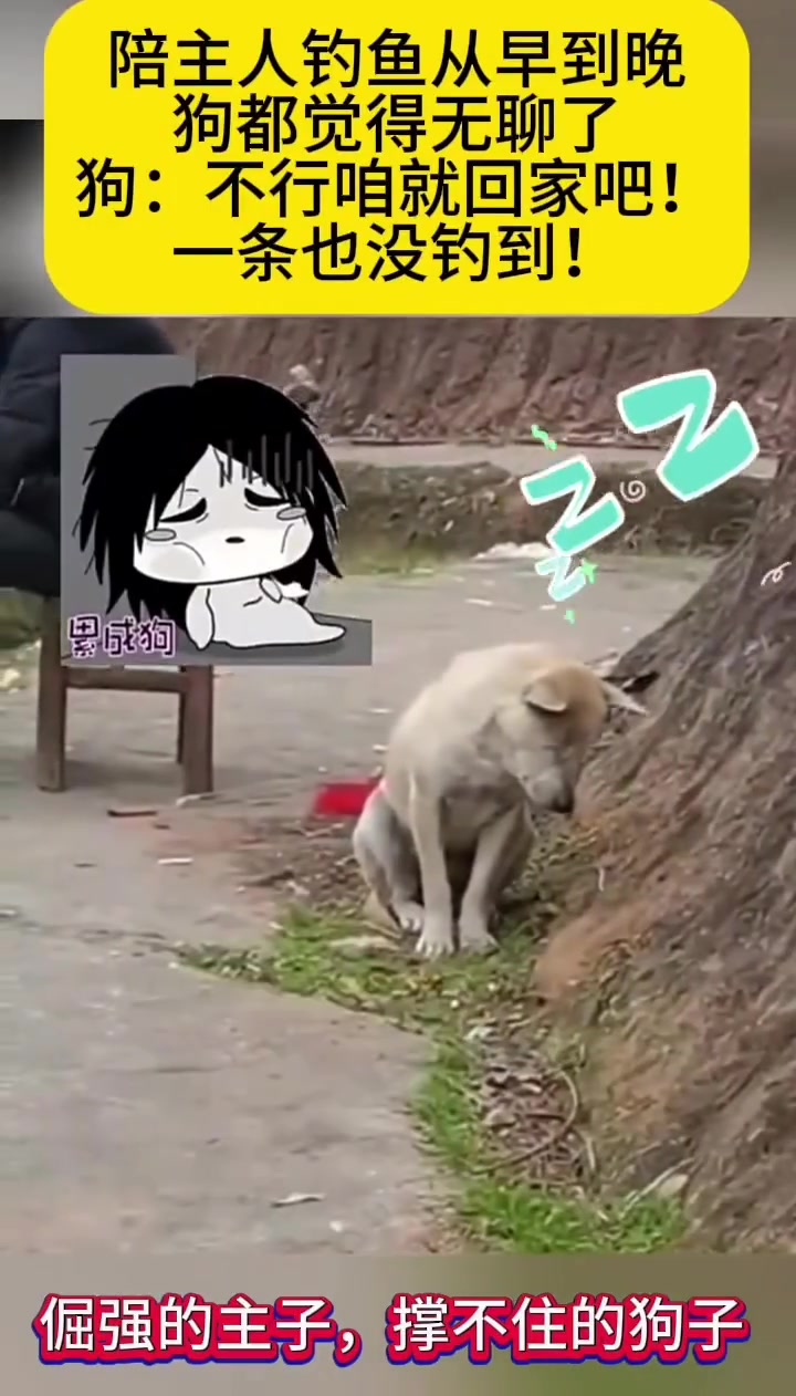 钓鱼真的会上瘾吗？倔强的主子，撑不住的狗子