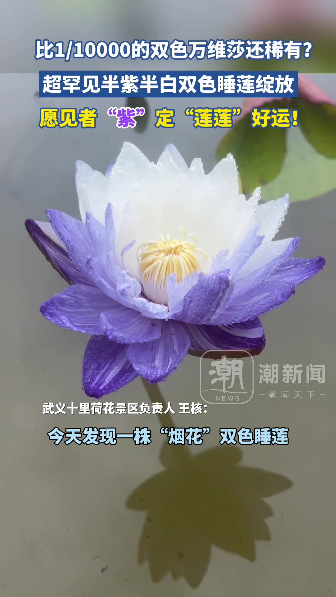 浙江金华发现首株“烟花”双色睡莲！