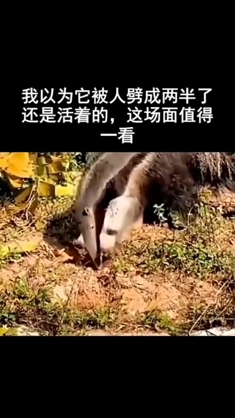 分头行动还是双头龙？看到最后才明白