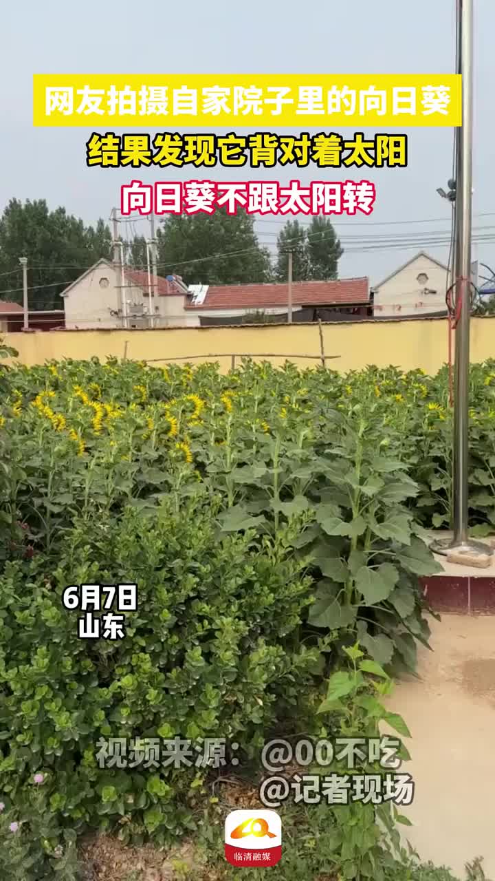网友拍摄自家院子里的向日葵，背对着太阳