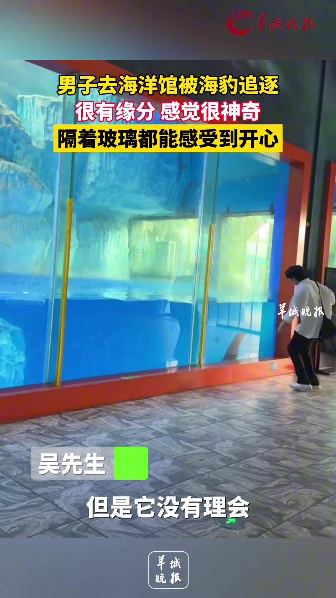 男子去海洋馆被海豹追逐 很有缘分感觉很神奇