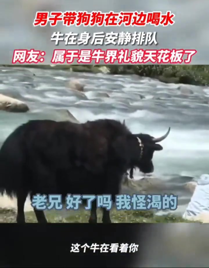 牛：还不走？等下我可就顶你了哦