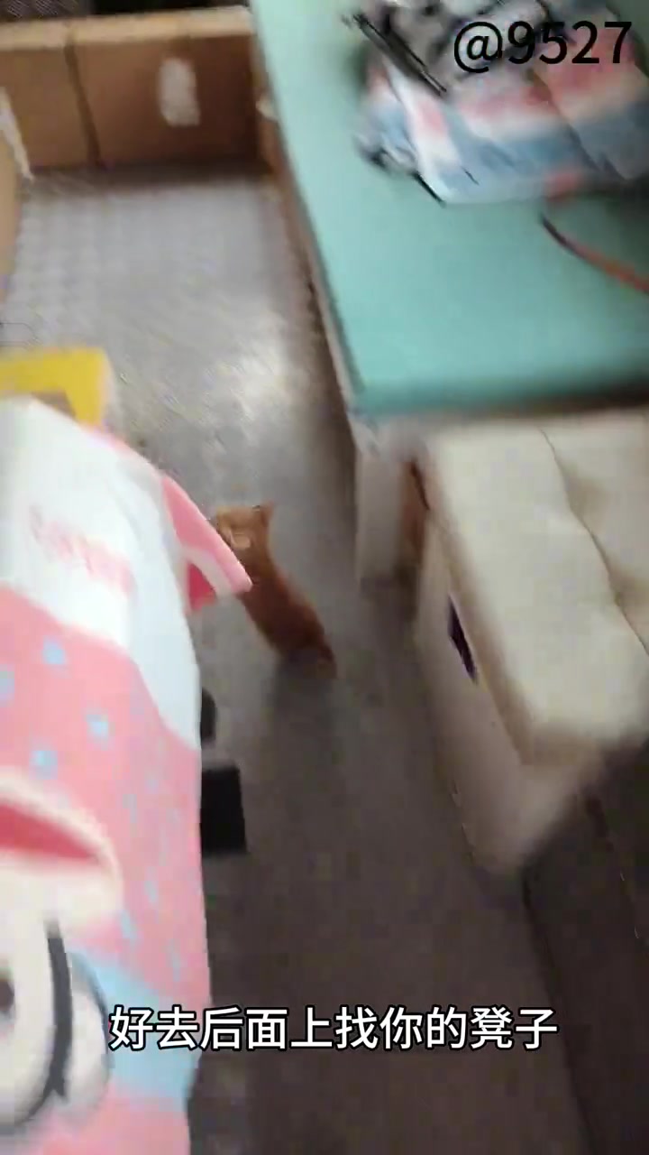 小橘刚来就毕业了