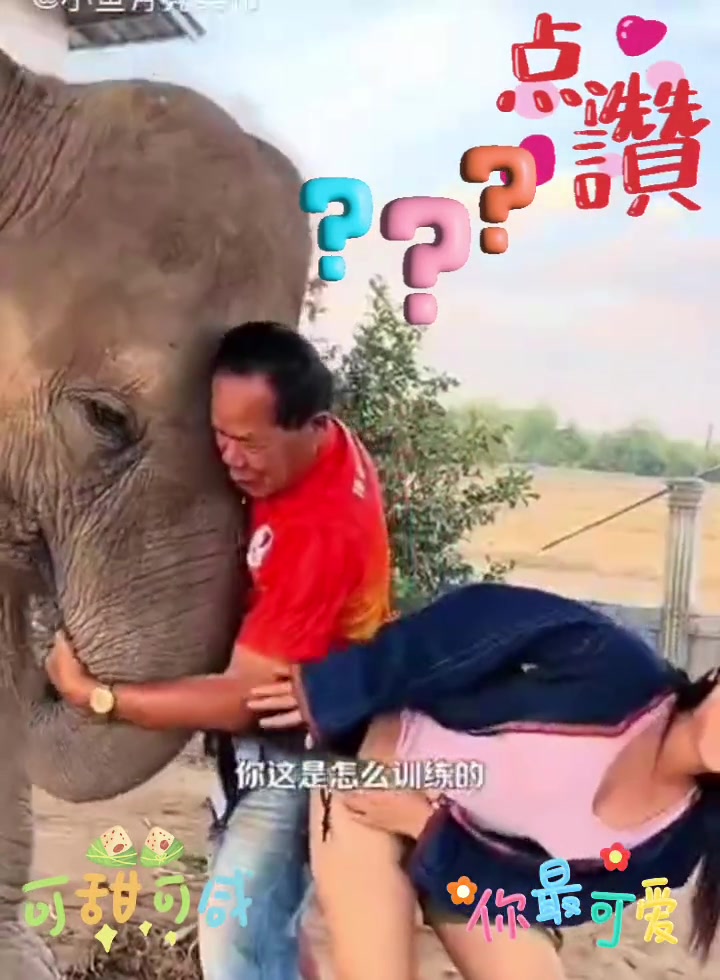 这大象也太调皮了，把美女的裙子扯得粉碎！