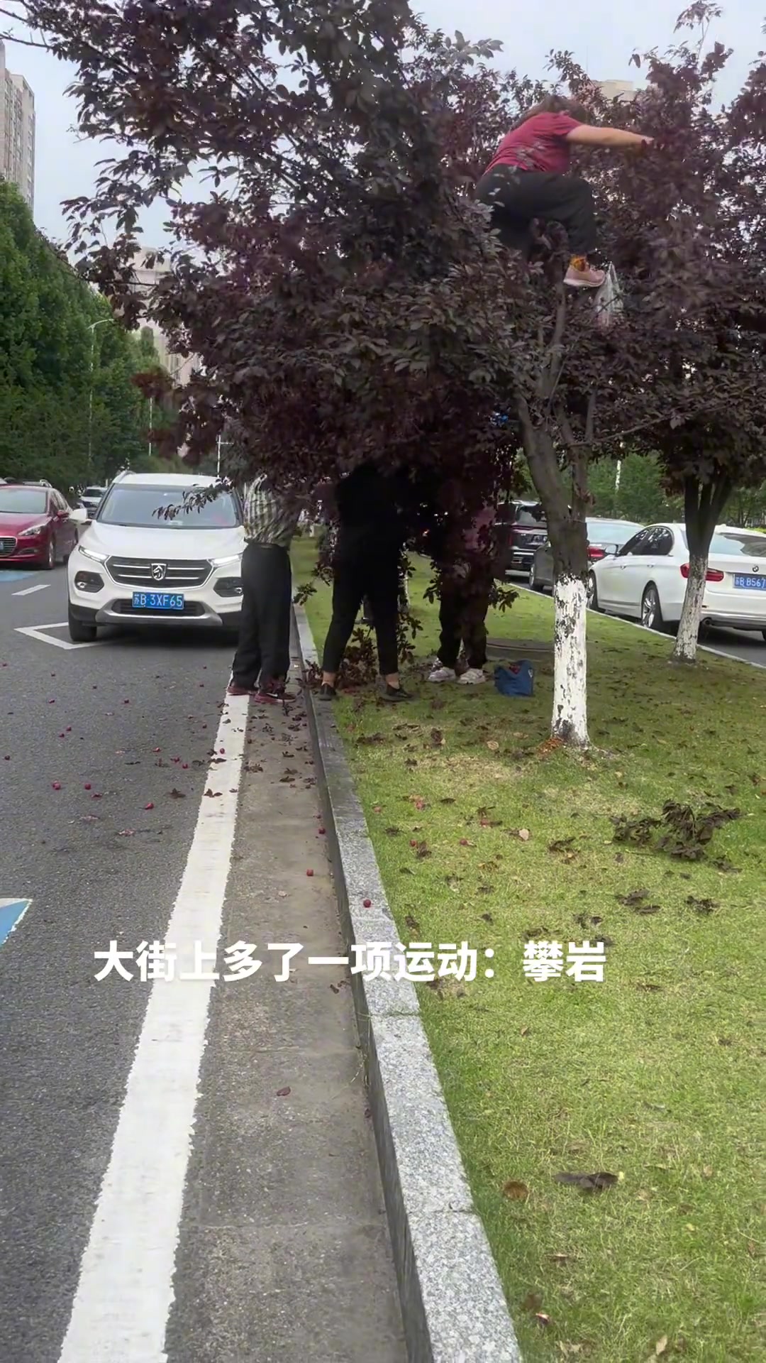 难以理解！这些人都快把树整死了！