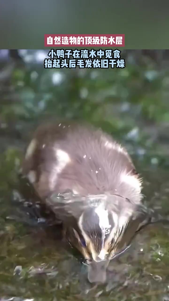 自然造物的顶级防水层！