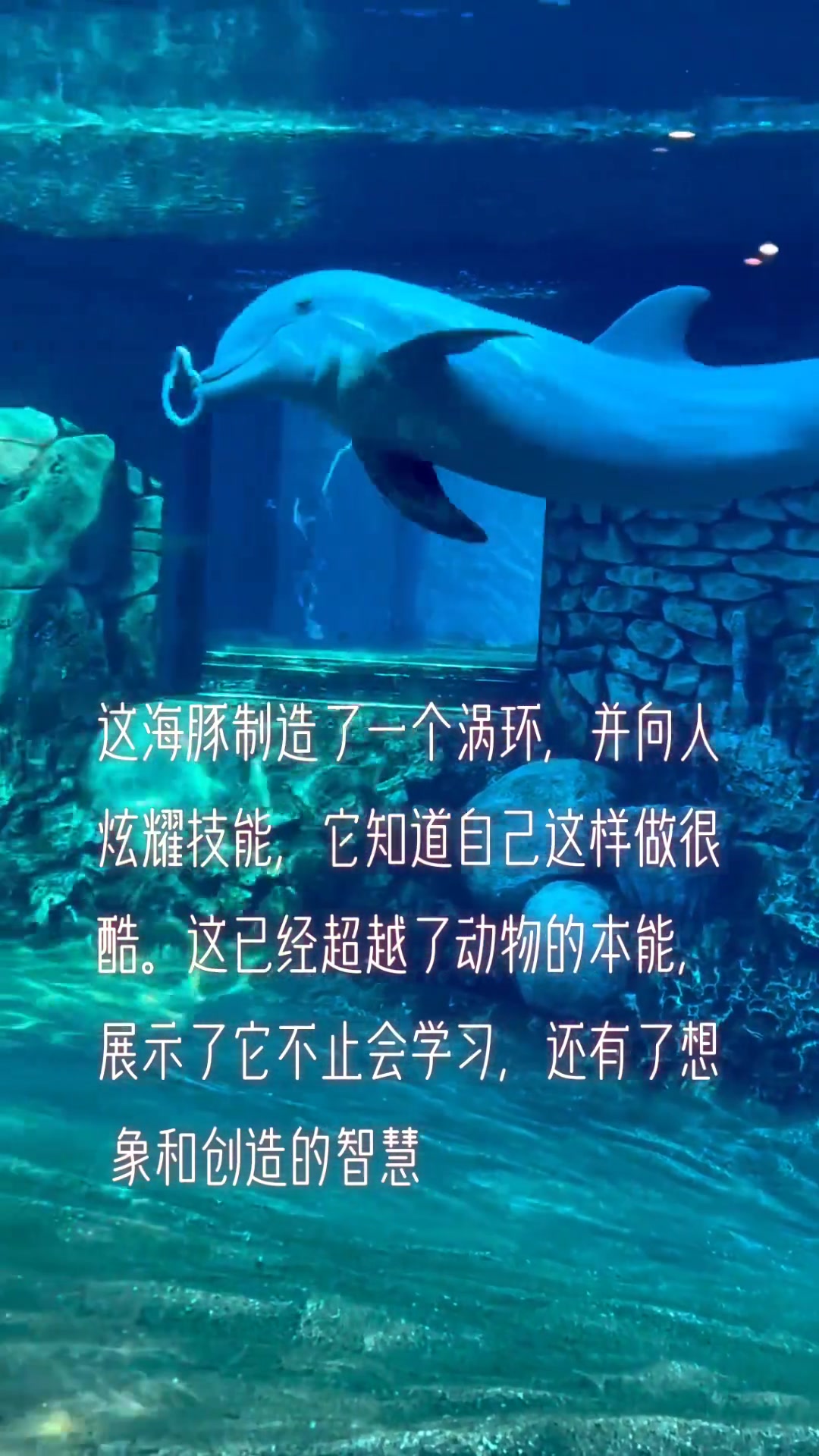这智商无敌了！海豚向人类展示自己的能力