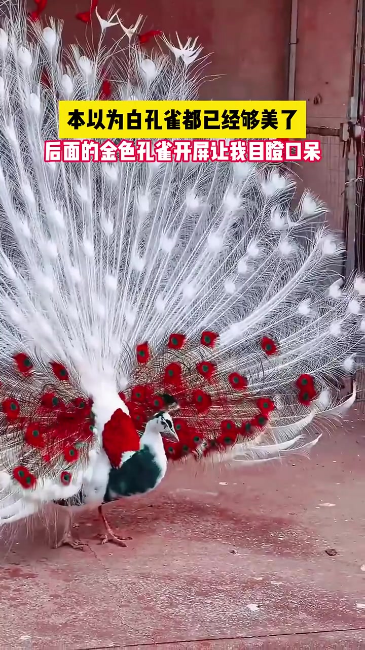 本以为白孔雀够美了，后面的金色孔雀开屏让我目瞪口呆