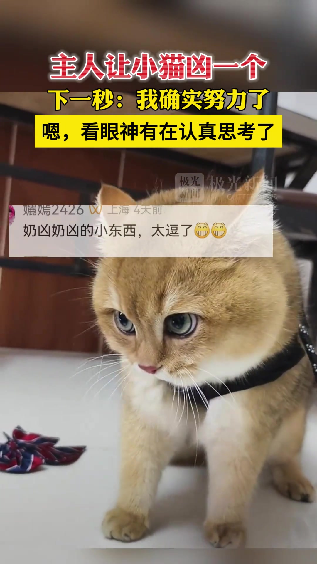 主人让小猫凶一个，下一秒：我确实努力了