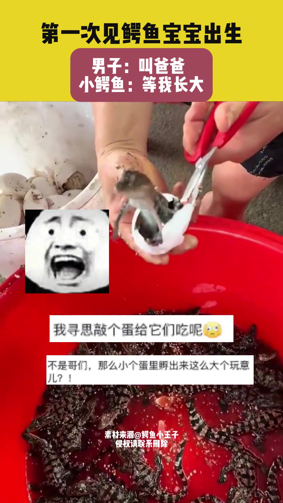第一次见鳄鱼崽这么出生，小鳄鱼：你等我长大