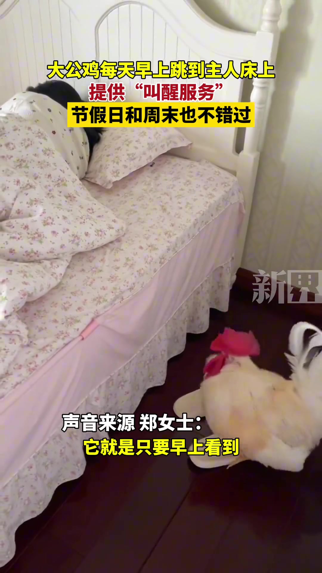 大公鸡每天早上跳到主人床上，提供“叫醒服务”