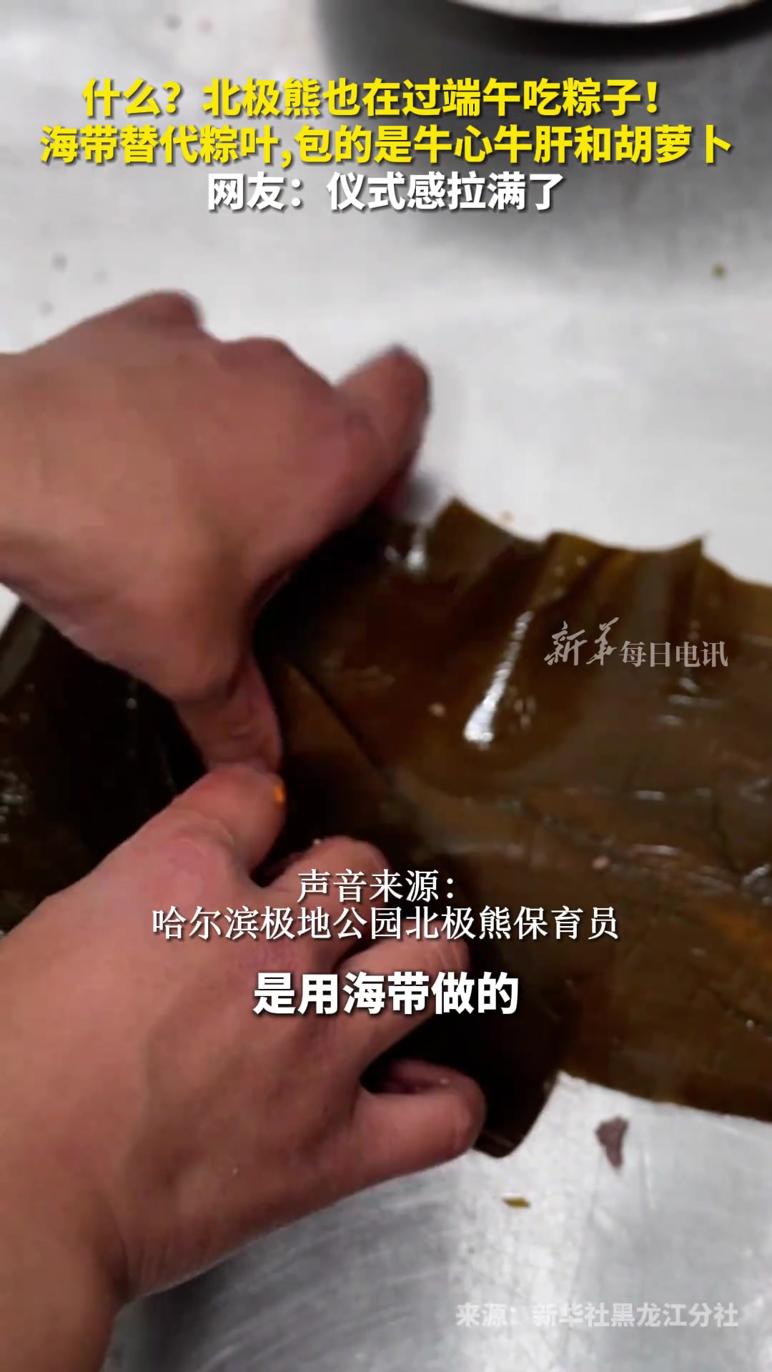 仪式感拉满了，北极熊也在过端午吃粽子！