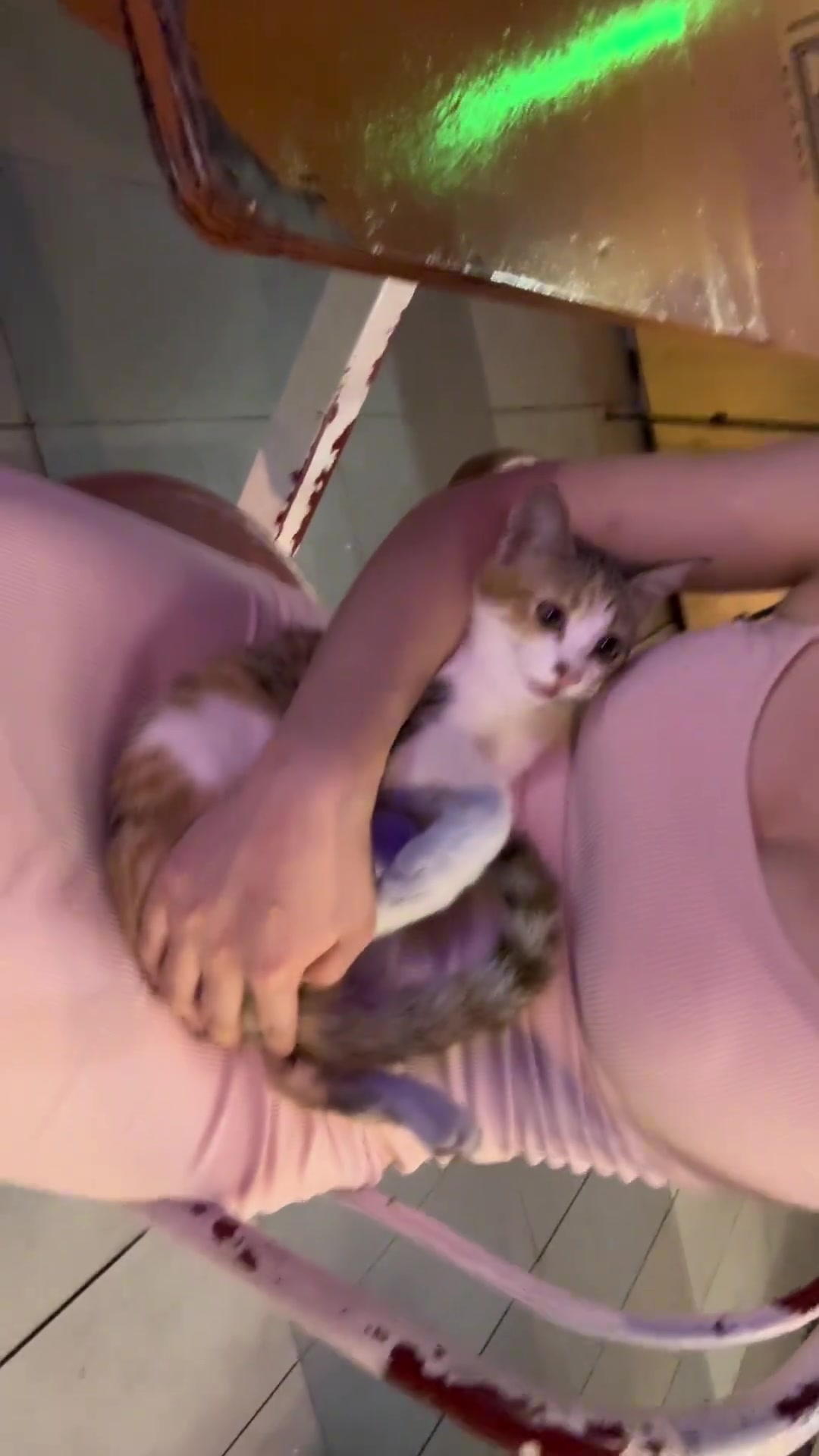 真可爱！小姐姐的猫很想被人摸呀