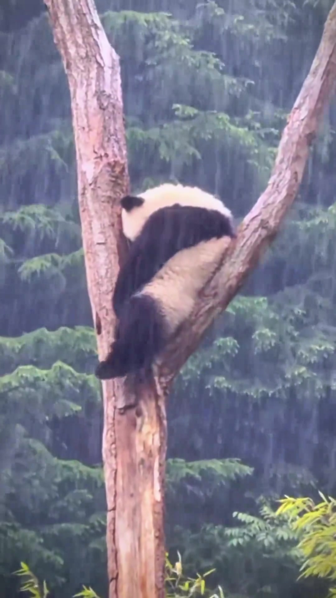 贤贤崽也太喜欢下雨了吧！熊猫的生活有多惬意