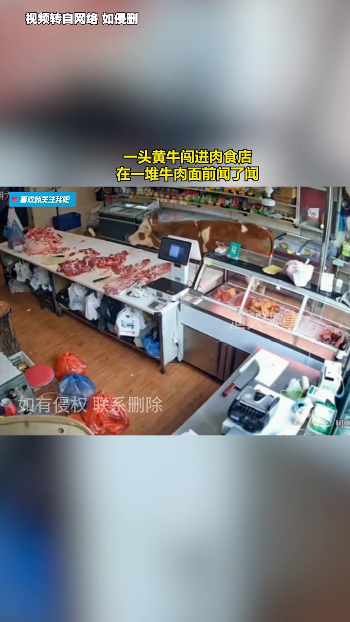 一头黄牛闯进肉食店，在一堆牛肉面前闻了闻 ！
