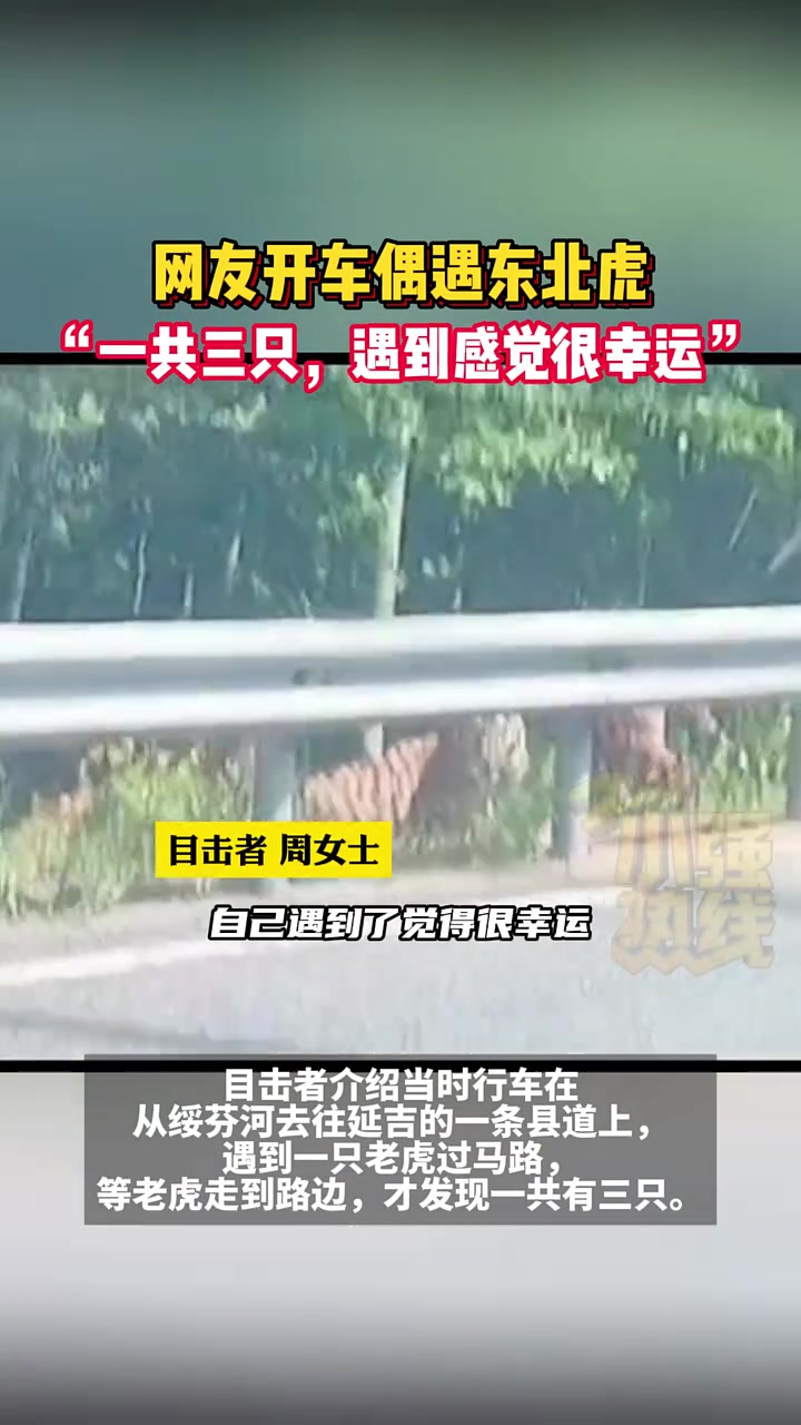 网友开车路上偶遇三只东北虎！