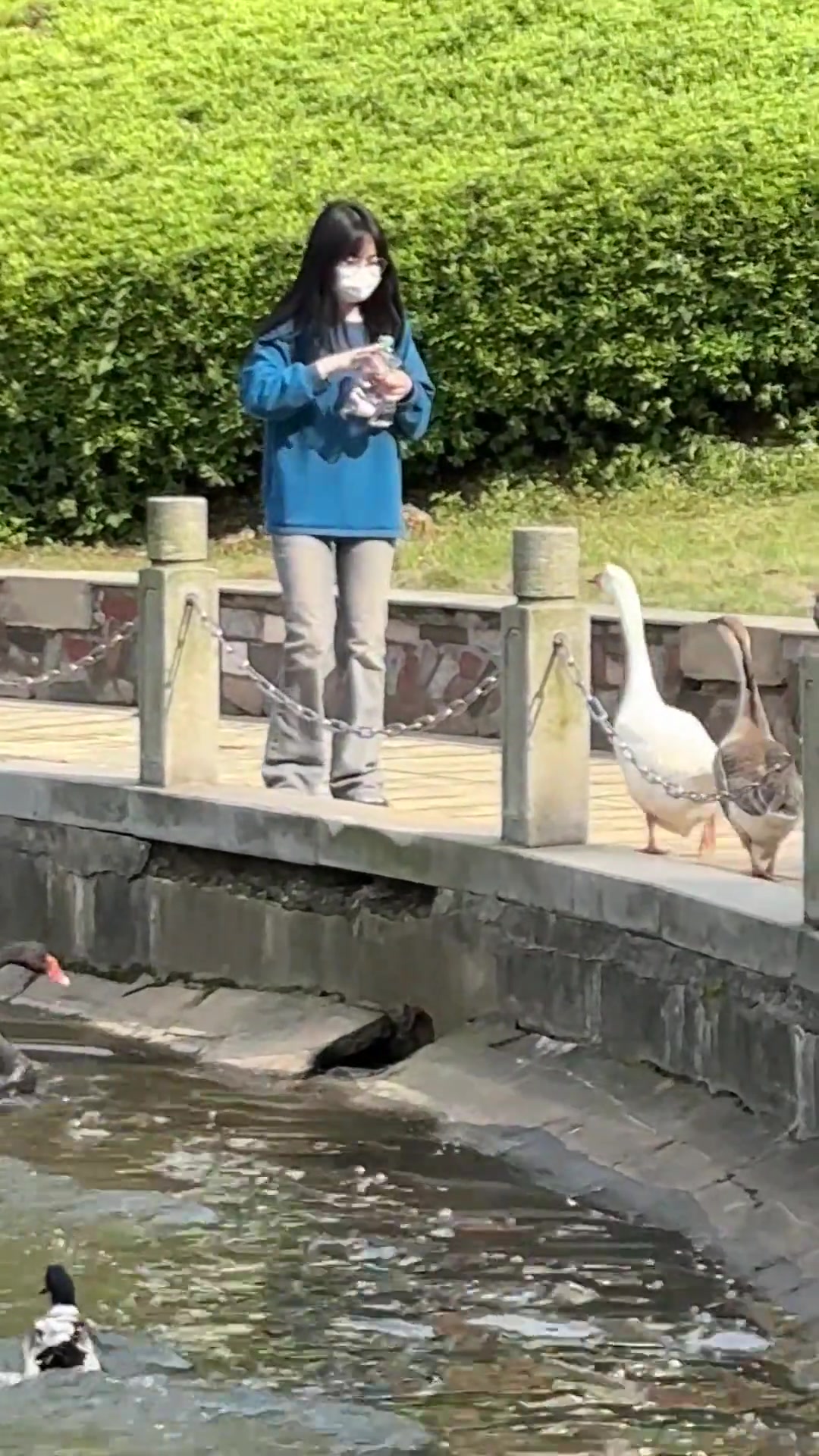 鹅：我不会游泳你就不会喂了吗