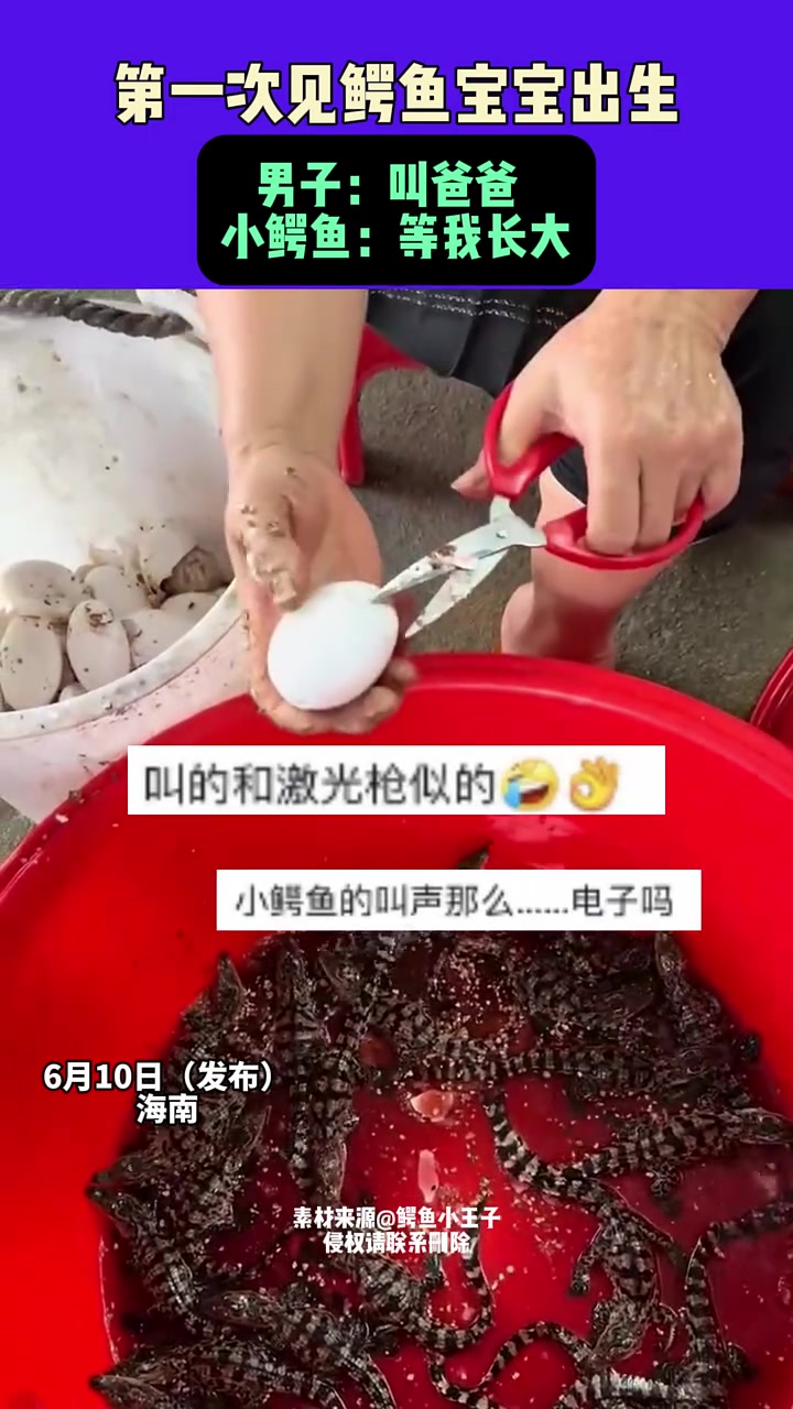 第一次见鳄鱼宝宝的出生！